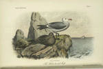 The White-headed Gull (Larus Heermanni).
