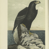 The Northern Sea Eagle (Haliaëtus pelagicus).