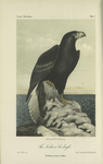 The Northern Sea Eagle (Haliaëtus pelagicus).
