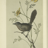 The ground Wren (Chamaea fasciata).