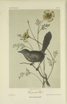 The ground Wren (Chamaea fasciata).