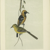 The hooded Oriole (Icterus cucullatus).
