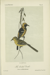 The hooded Oriole (Icterus cucullatus).