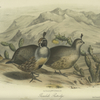 Gambel's Partridge (Callipepla Gambelii).