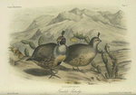 Gambel's Partridge (Callipepla Gambelii).