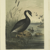 The Black Brant (Bernicla nigricans).