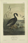 The Black Brant (Bernicla nigricans).