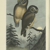 Kirtland's Owl (Nyctale Kirtlandii).