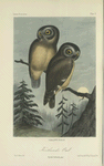 Kirtland's Owl (Nyctale Kirtlandii).