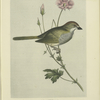 Blanding's Finch (Embernagra Blandingiana).