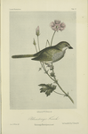Blanding's Finch (Embernagra Blandingiana).