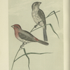 The American House Finch (Carpodacus familiaris).