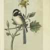 The Northern Chickadee (Parus septentronalis).