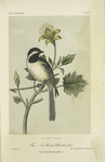 The Northern Chickadee (Parus septentronalis).