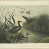 The Red-breasted Teal (Querquedula cyanoptera).