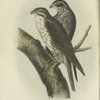 The American Lanier (Falco polyagrus).