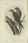 The American Lanier (Falco polyagrus).