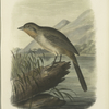 The Canon Finch (Piilo fusca).