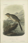 The Canon Finch (Piilo fusca).