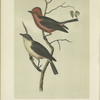 The Crowned Flycatcher (Pyrocephalus rubineus).