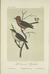 The Crowned Flycatcher (Pyrocephalus rubineus).