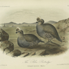 The Blue Partridge (Callipepla squamata).
