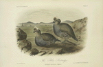 The Blue Partridge (Callipepla squamata).