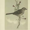 The Brown-headed Finch (Ammodromus ruficeps).