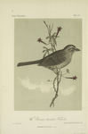 The Brown-headed Finch (Ammodromus ruficeps).