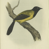 The Black-headed Oriole (Icterus melanocephalus).