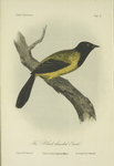 The Black-headed Oriole (Icterus melanocephalus).