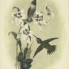 The purple-throated Humming Bird (Trochilus Alexandri).