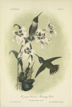 The purple-throated Humming Bird (Trochilus Alexandri).