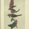 The Black-throated Finch (Emberiza bilineata).