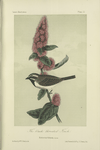 The Black-throated Finch (Emberiza bilineata).