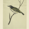 The Black-headed Vireo (Vireo atricapillus).