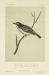 The Black-headed Vireo (Vireo atricapillus).
