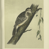 The Brown-headed Creeper (Picolaptes brunneicapillus).