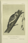 The Brown-headed Creeper (Picolaptes brunneicapillus).