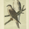 The Ferruginous Buzzard (Archibuteo ferrugineus).