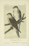 The Ferruginous Buzzard (Archibuteo ferrugineus).