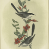 The Black-headed Gnat-catcher (Culicivora atricapilla).