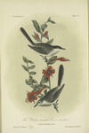 The Black-headed Gnat-catcher (Culicivora atricapilla).