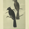 The Black Flycatcher (Ptilogonys nitens).