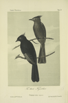 The Black Flycatcher (Ptilogonys nitens).