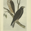 The Brown Hawk (Buteo insignatus).