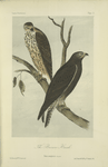 The Brown Hawk (Buteo insignatus).
