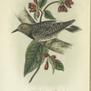 The Black-breasted Woodpecker (Melanepres thyroideus).