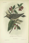 The Black-breasted Woodpecker (Melanepres thyroideus).