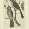 The Texan Cardinal Bird (Cardinalis sinuatus).